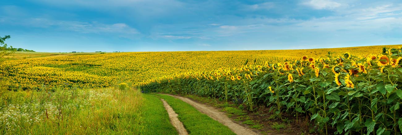 road_to_flowers.jpg