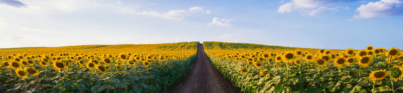 sunflowers.jpg
