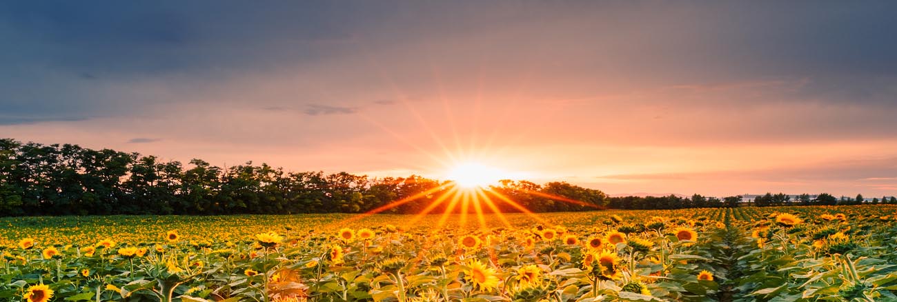 sunflower_sunrise.jpg