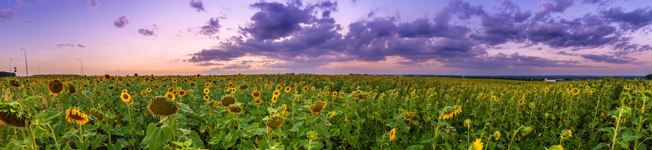 sunflower_pano.jpg