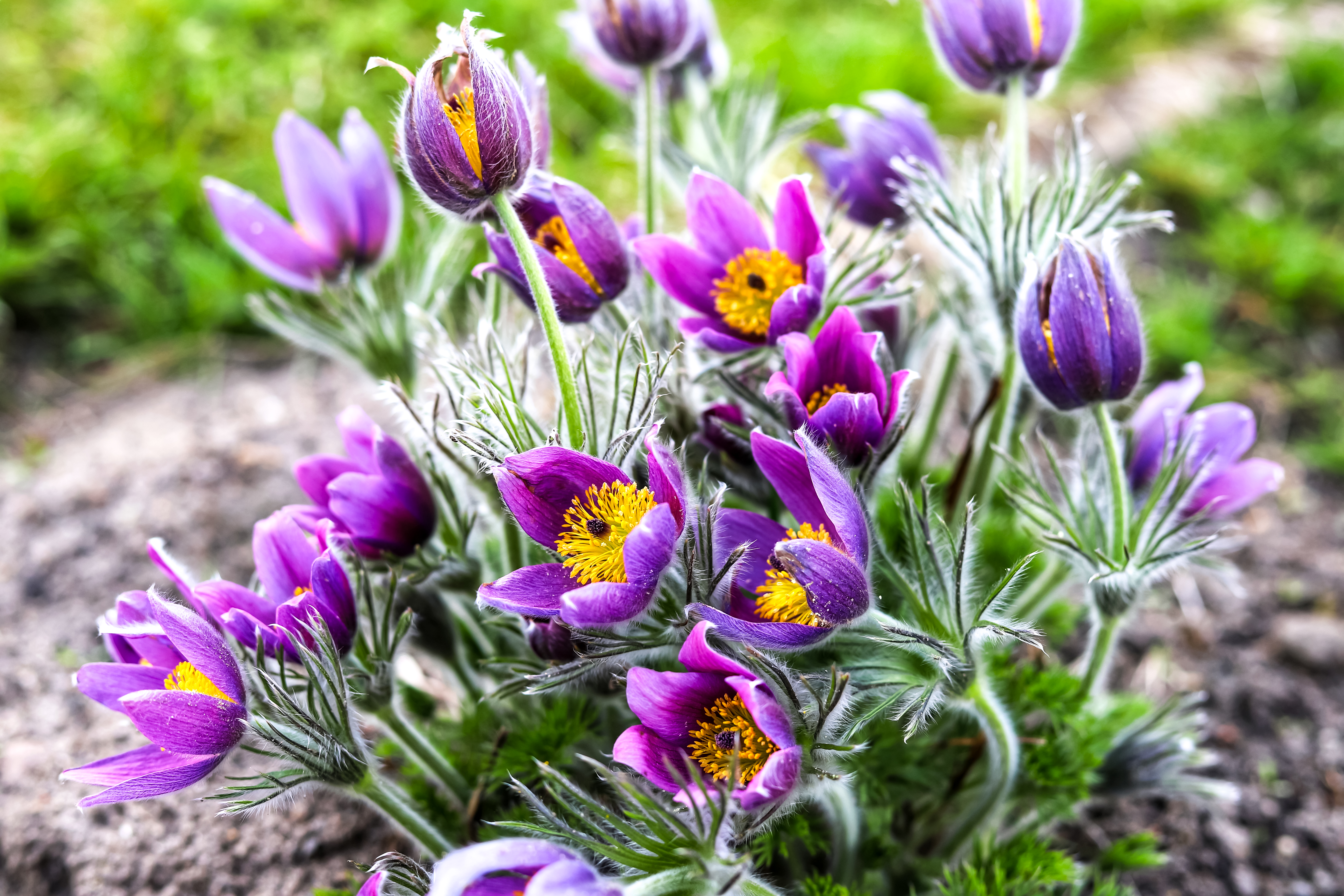 Pasque Flower_South Dakota.jpeg
