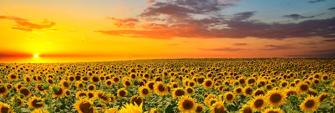 sunset_flowers.jpg